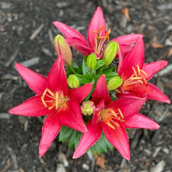 Meet Your Posher - Picture 3 of 4